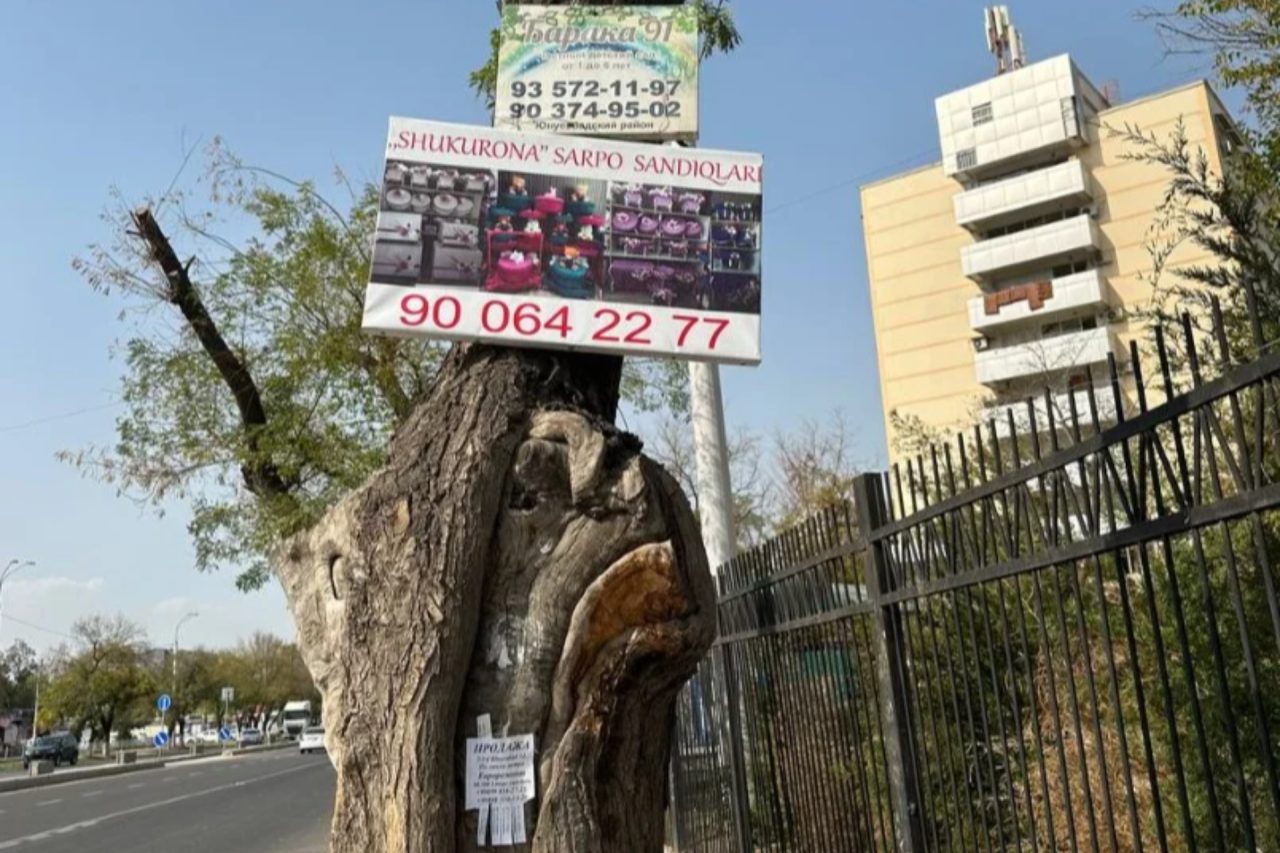 “Men sizga e’lonlar taxtasi emasman” — daraxtlarga yopishtirilgan reklamalar ekologiyaga qanday zarar yetkazadi?