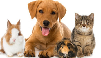 Uzbekistan Introduces Mandatory Identification System for Domestic Animals