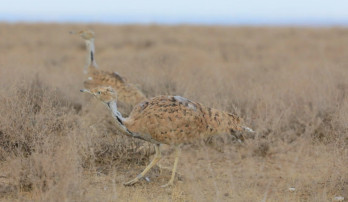 778 Houbara Bustards Released into the Wild in Navoi Region