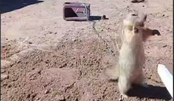 Squirrels are being tortured: How long will the cruelty to animals that are an integral part of the ecosystem continue?