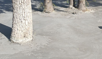 Uchuvchilar shaharchasidagi maydonda daraxtlar beton ichida qolib ketdi