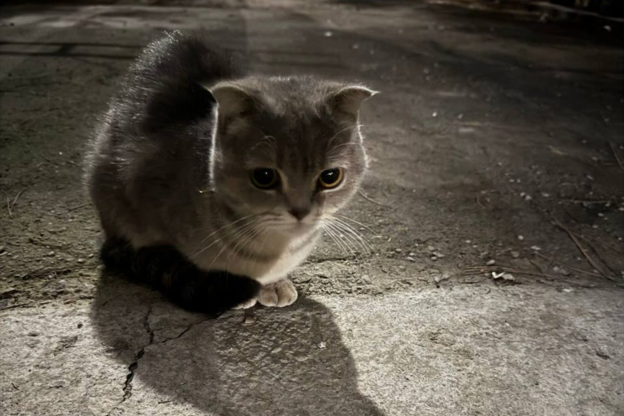 Irresponsible people are throwing pedigree cats onto the streets!