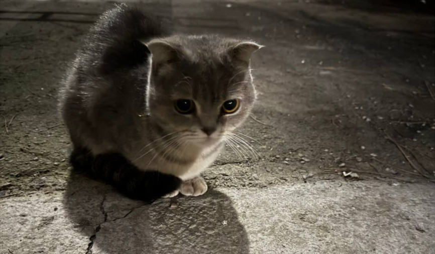 Irresponsible people are throwing pedigree cats onto the streets!