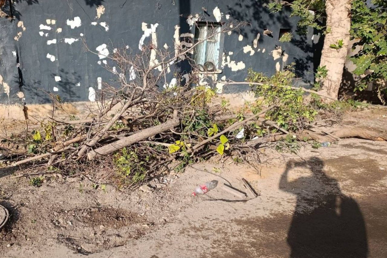 Tree Cut Down and Excavated Soil Left Behind in Mirzo Ulugbek District
