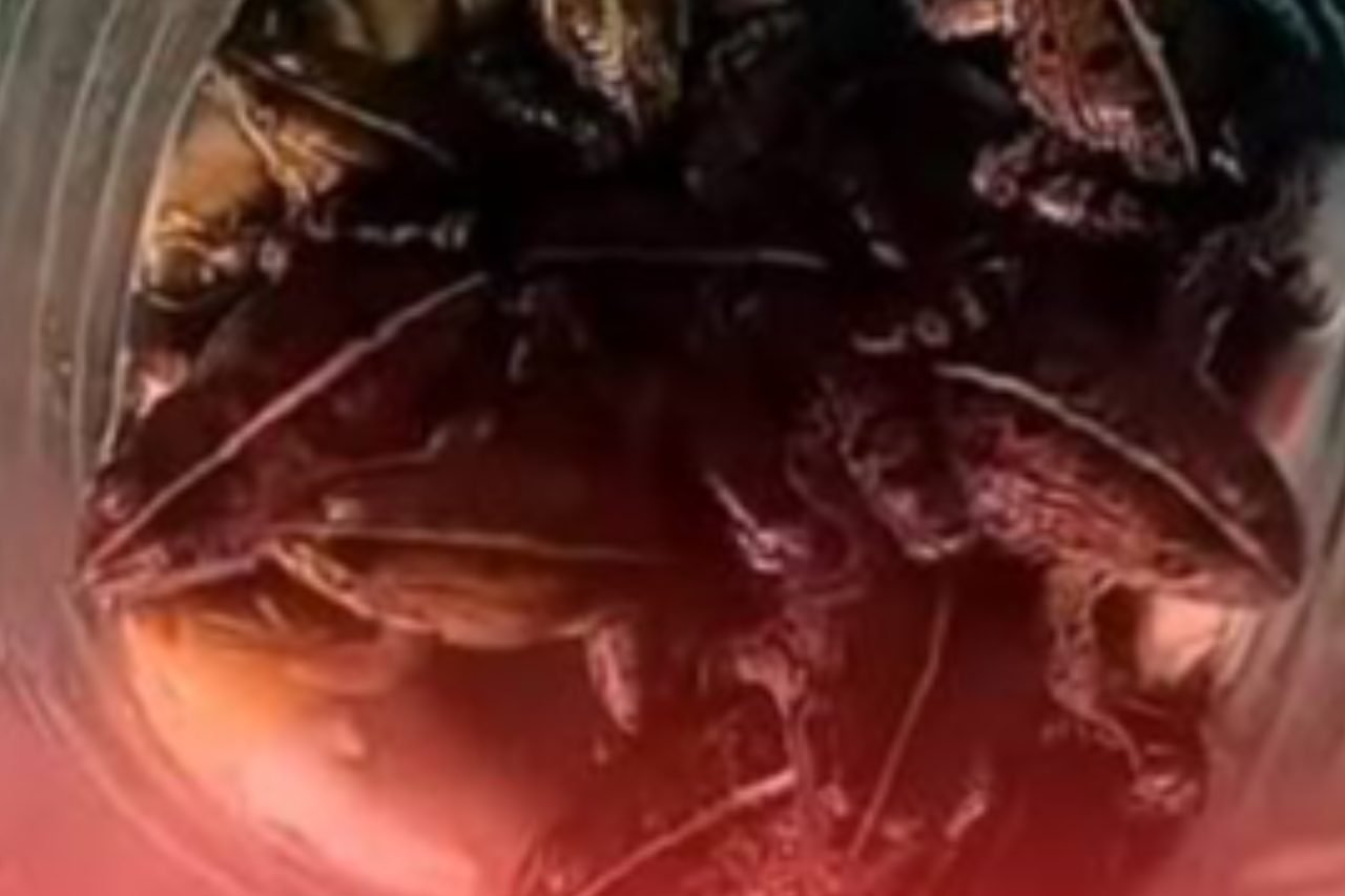 Qashqadaryoda qurbaqalarni tutib, terisini shilish va iste’mol qilish aks etgan videolar tarqaldi