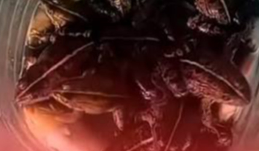 Qashqadaryoda qurbaqalarni tutib, terisini shilish va iste’mol qilish aks etgan videolar tarqaldi