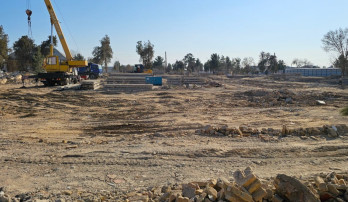 Qaşqadaryoda 200 dan ortiq köp yillik daraxt yöq qilingani aytilmoqda