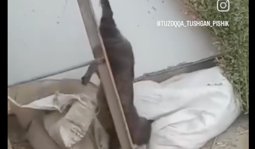 Hayvonlarga nisbatan shafqatsizlik qoralandi